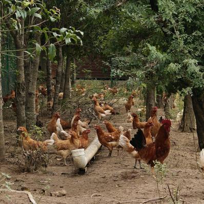 丛林散养土鸡