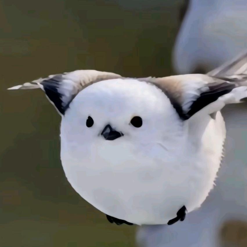 🌈🌈沉默的倔驴