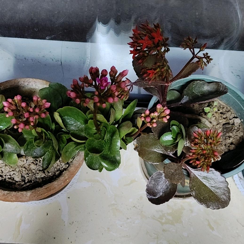 阳光依旧杨牛