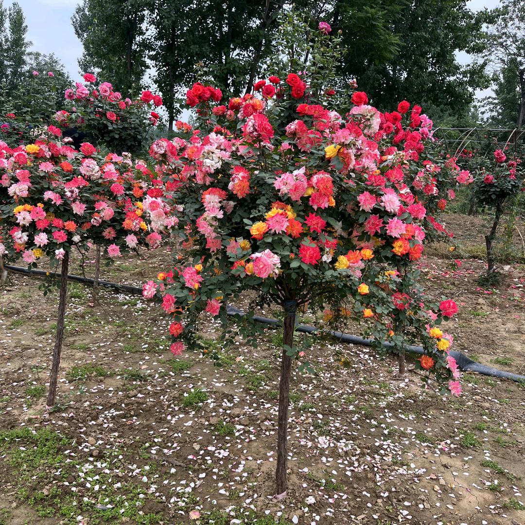 南阳月季批发 王