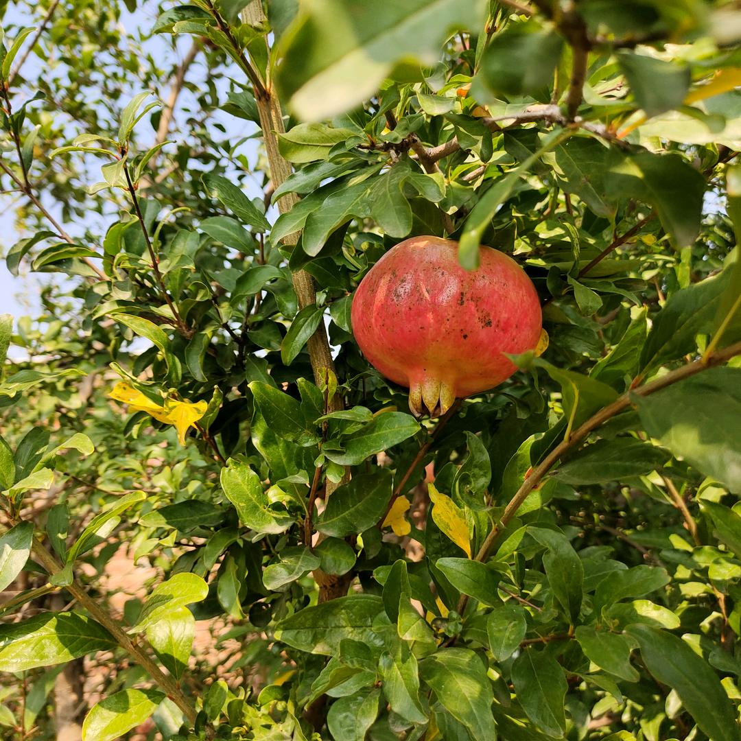 带着太阳系的游轮