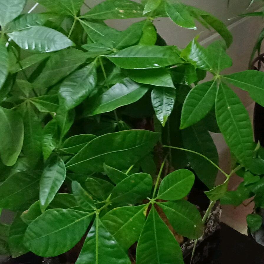 花开花落终有时