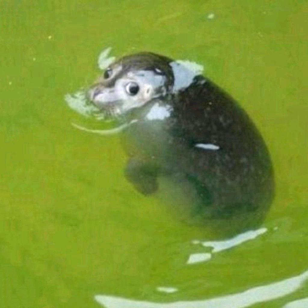 这是啥海豹🦭🦭