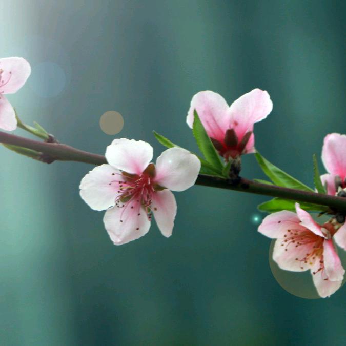 🌸🌸
