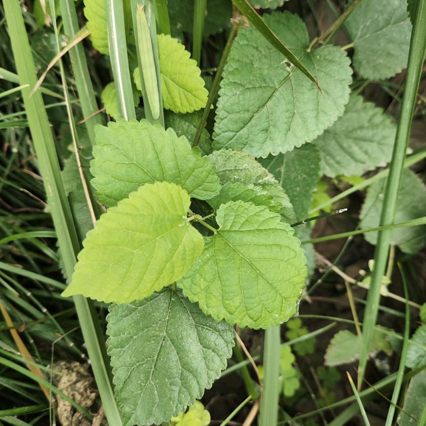 🍉狐默柒