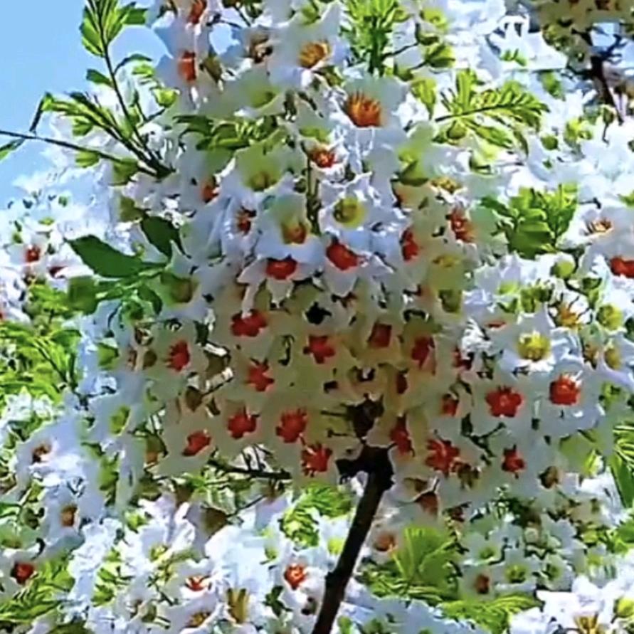 阳春三月