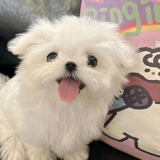 荔枝气泡🫧🍺