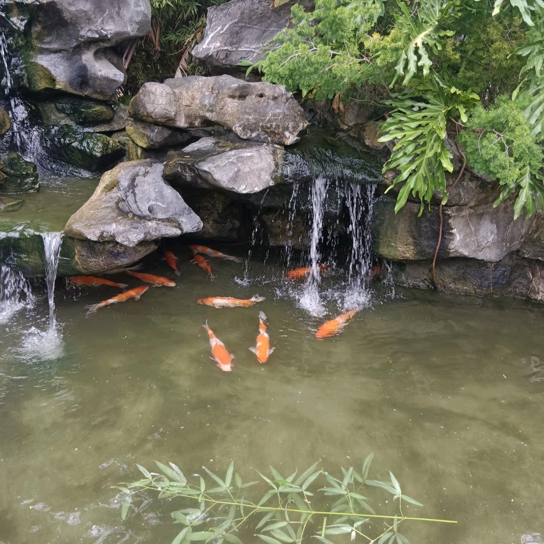 北方旭日