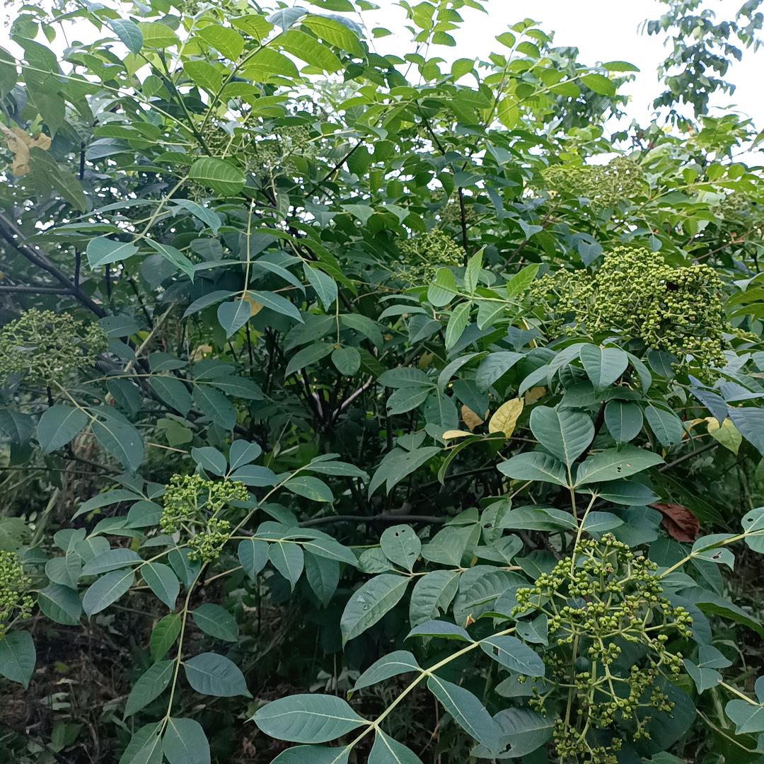 h15173223975