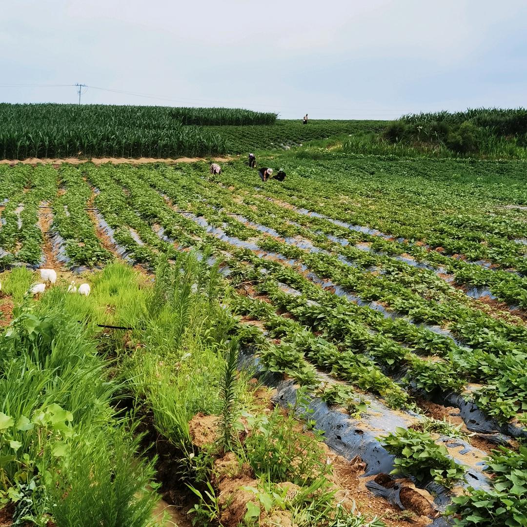 乡味集农产品经销中心