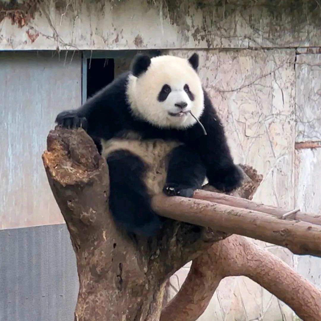 艺之瑜～