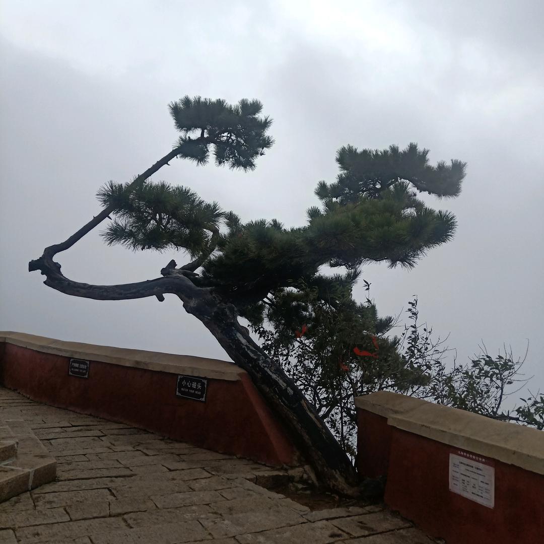 大佳姐