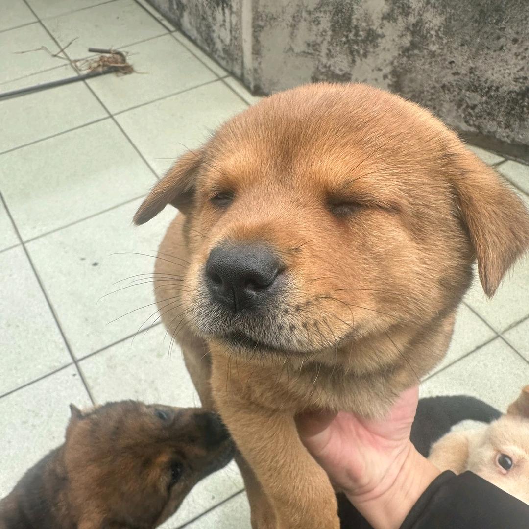 农村土狗崽（田园犬）挑好狗