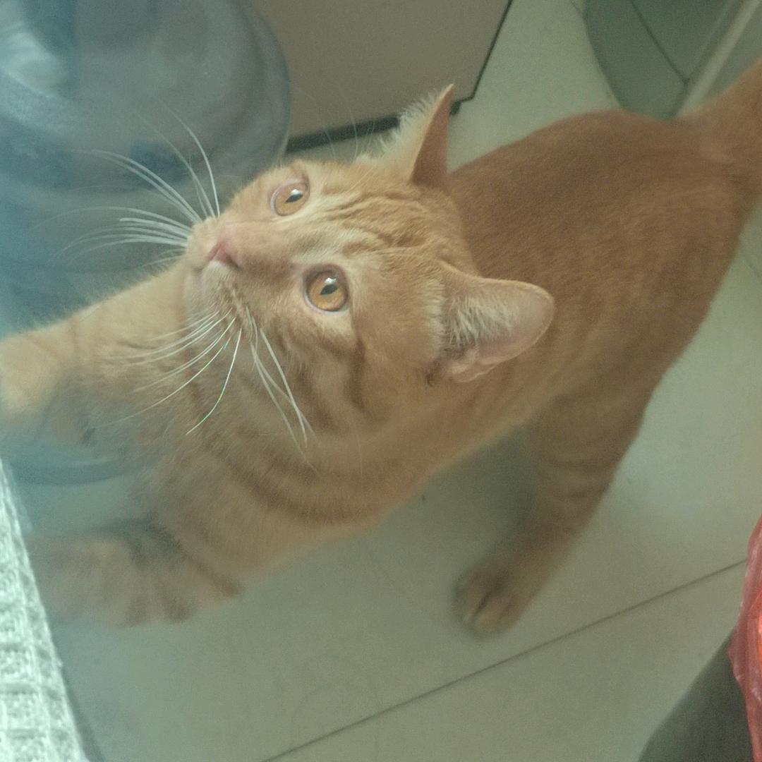 橘猫——二丫