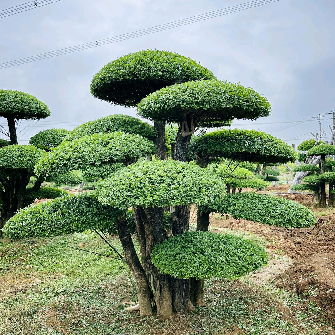 邦盛苗木(成哥)