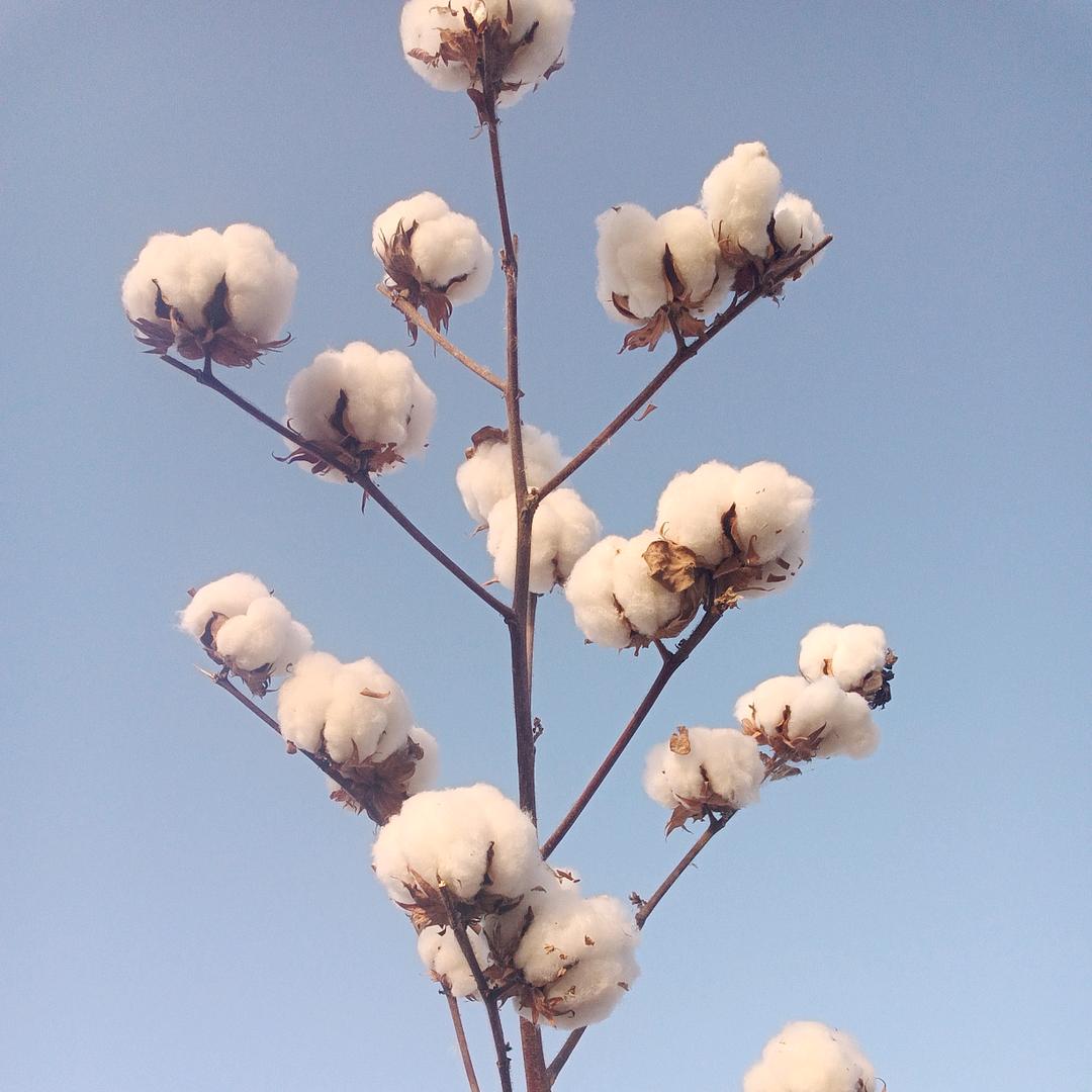 耕野老郑说棉花～