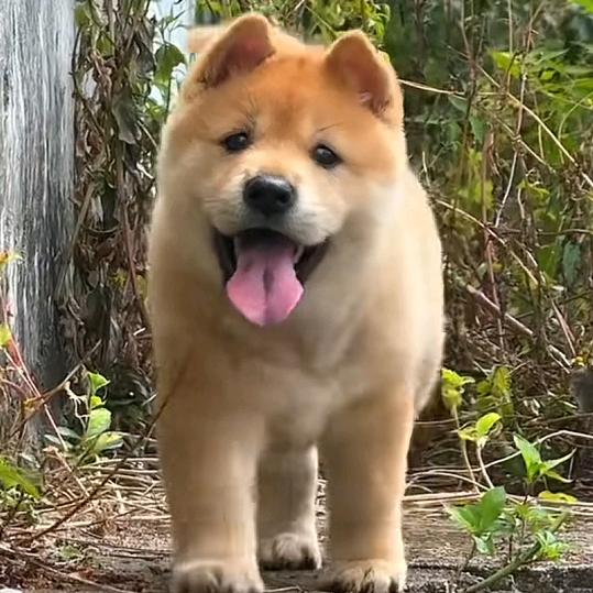 小姜犬舍