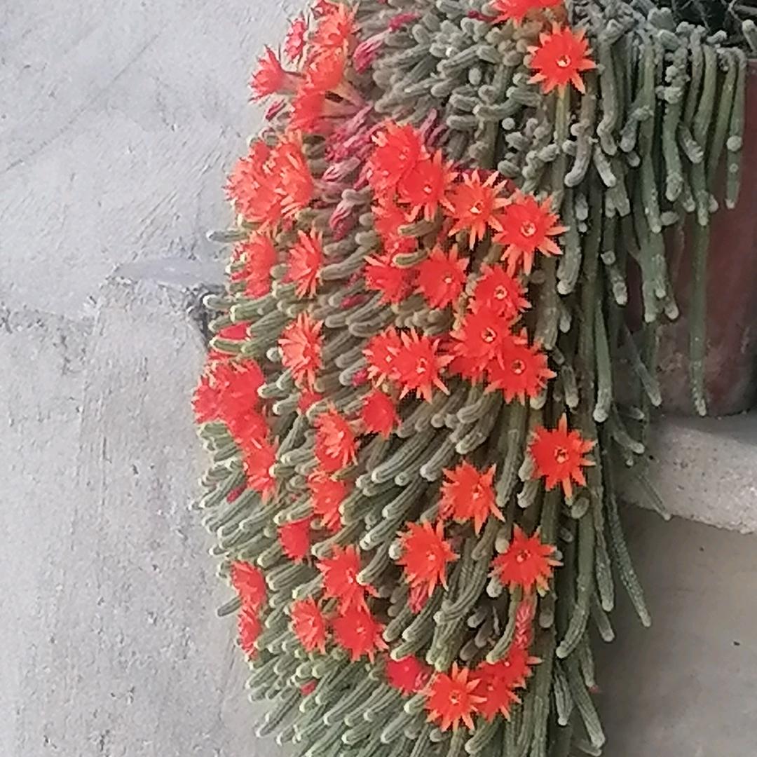 快乐芳芳