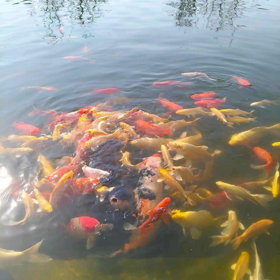 阳哥