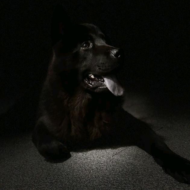 田园犬🐕爱好者এ᭄【永春】