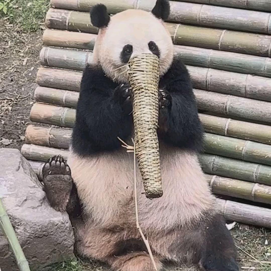 熊猫斯基