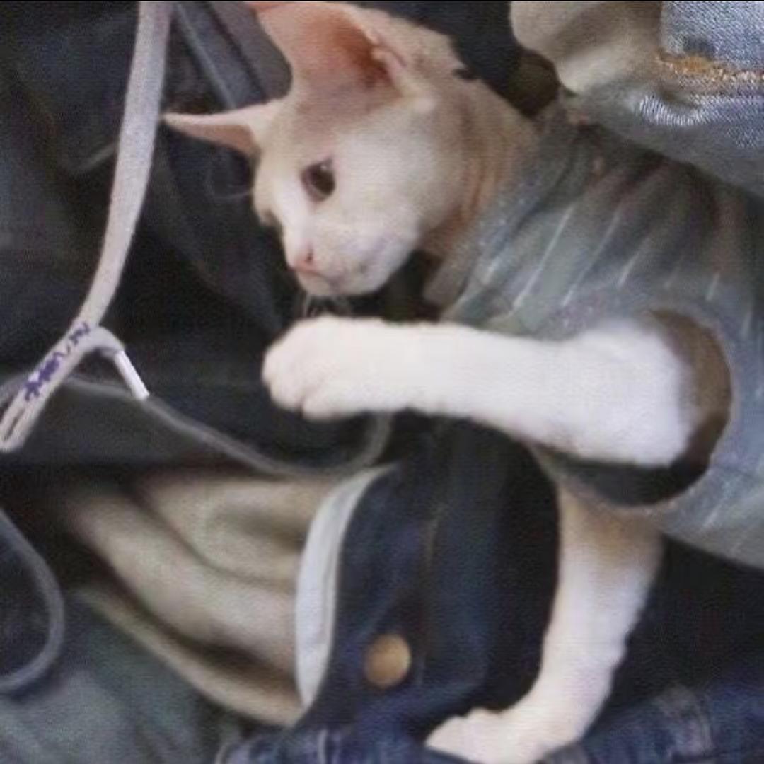 恒温动物