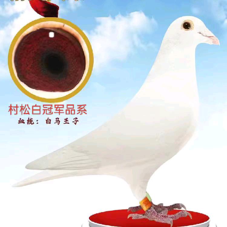 百鸽园~实战白鸽