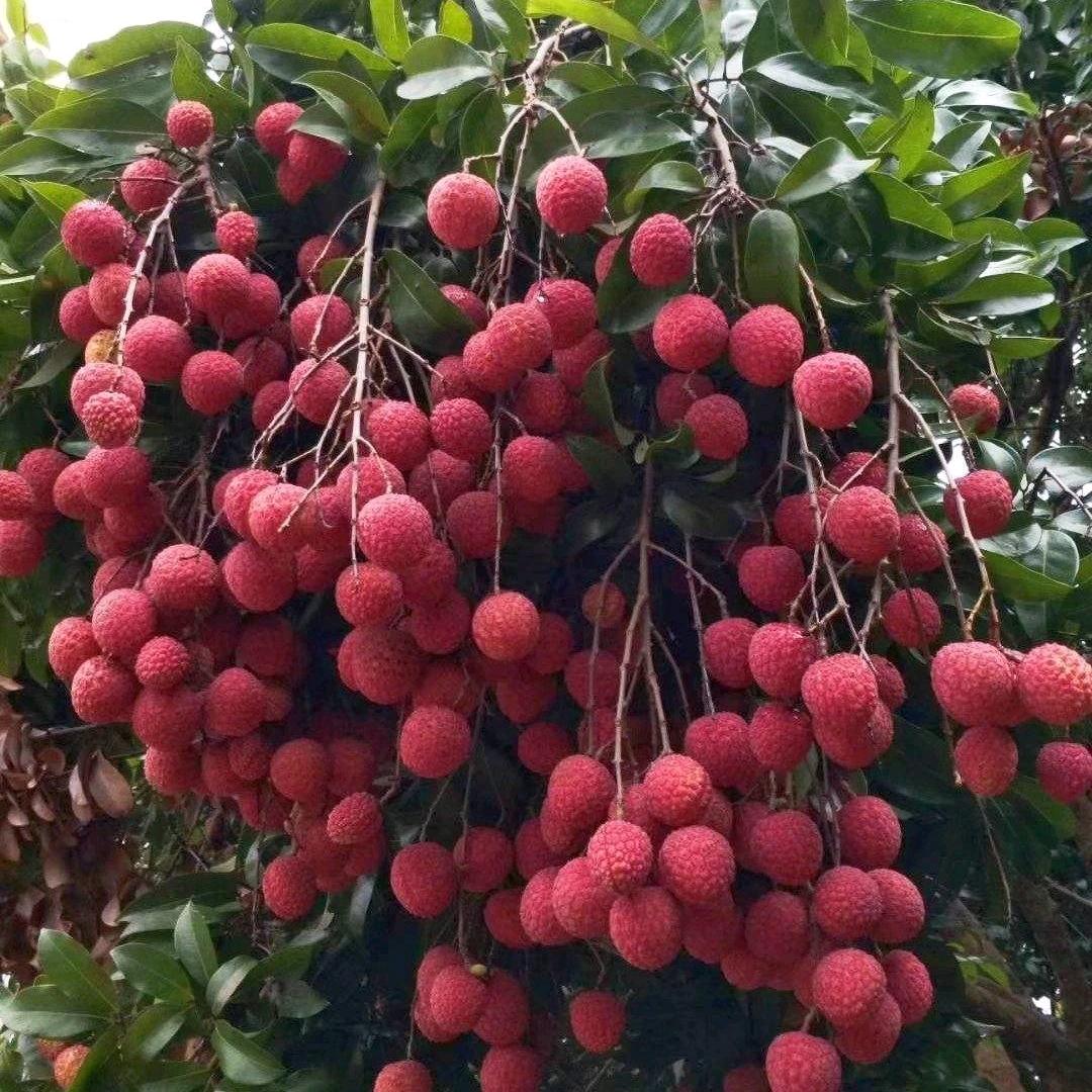 黄仔