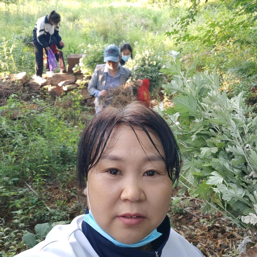 桂花飘香小小号