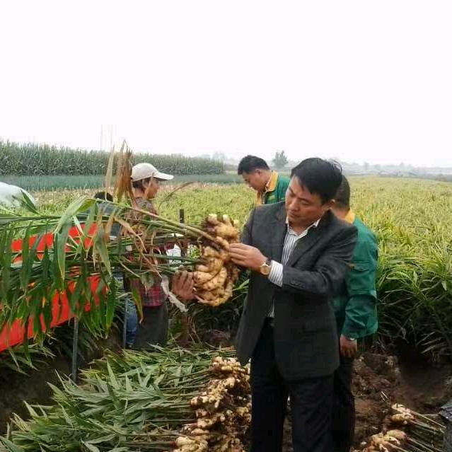 老王聊姜（福昌农业）