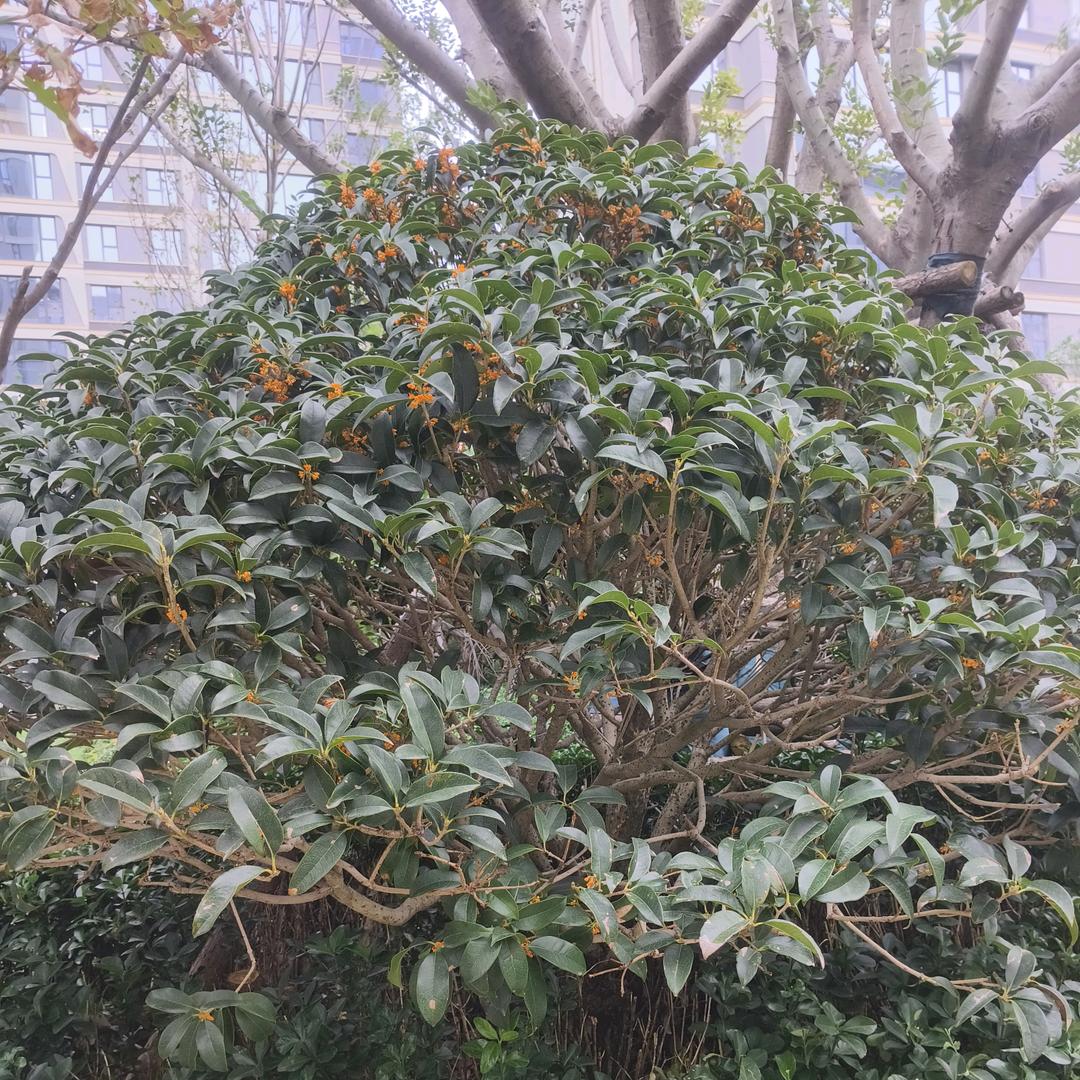 前程似锦