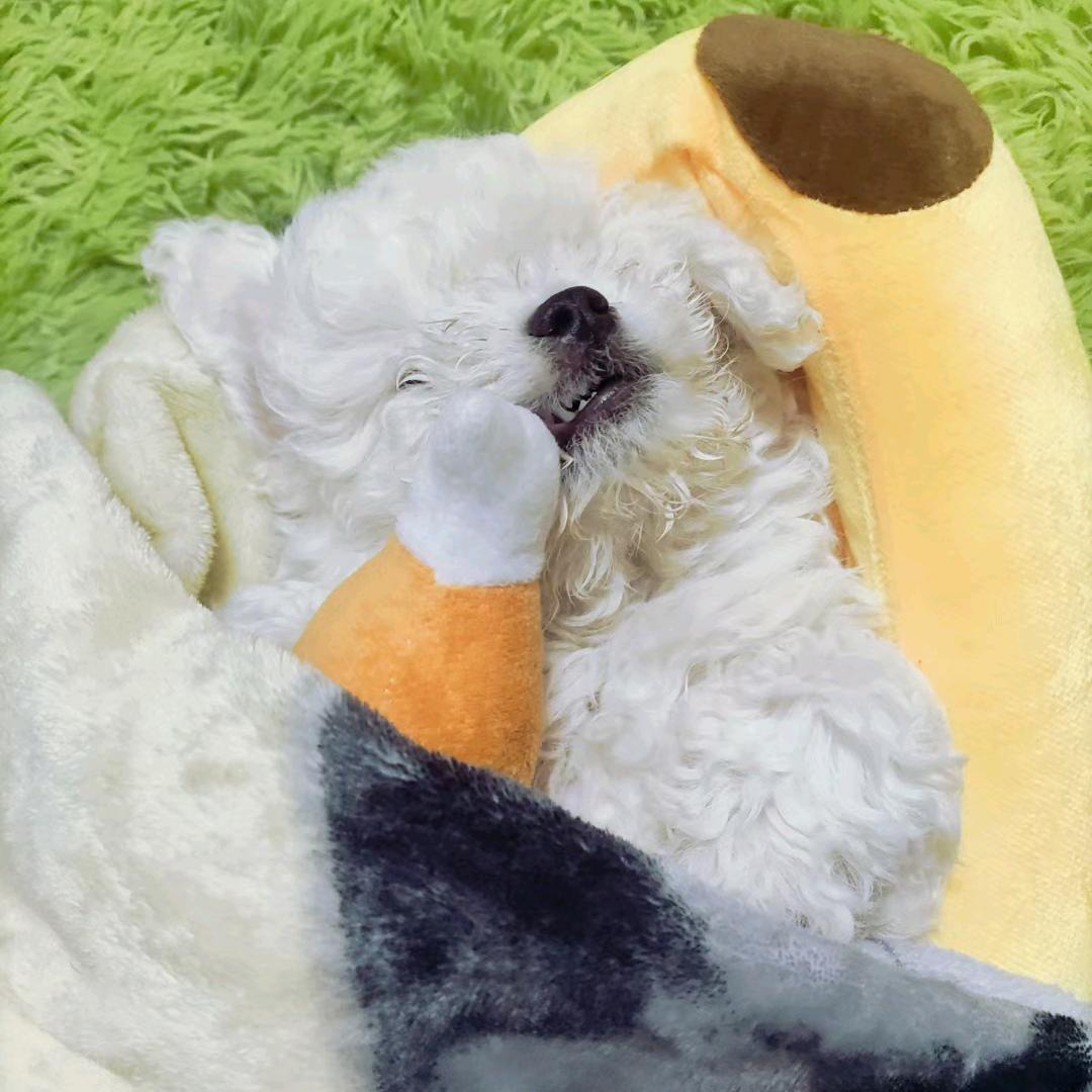 元气少女郭德纲