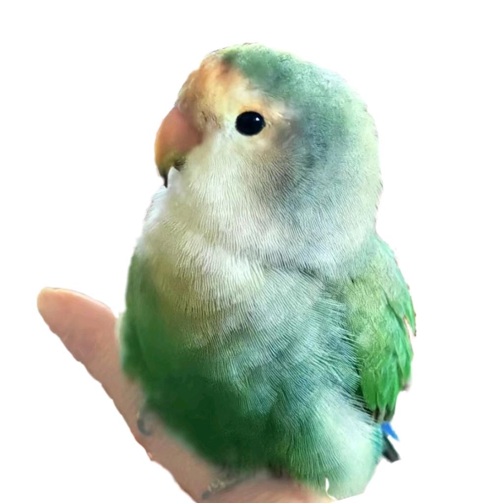 大道至简🌿