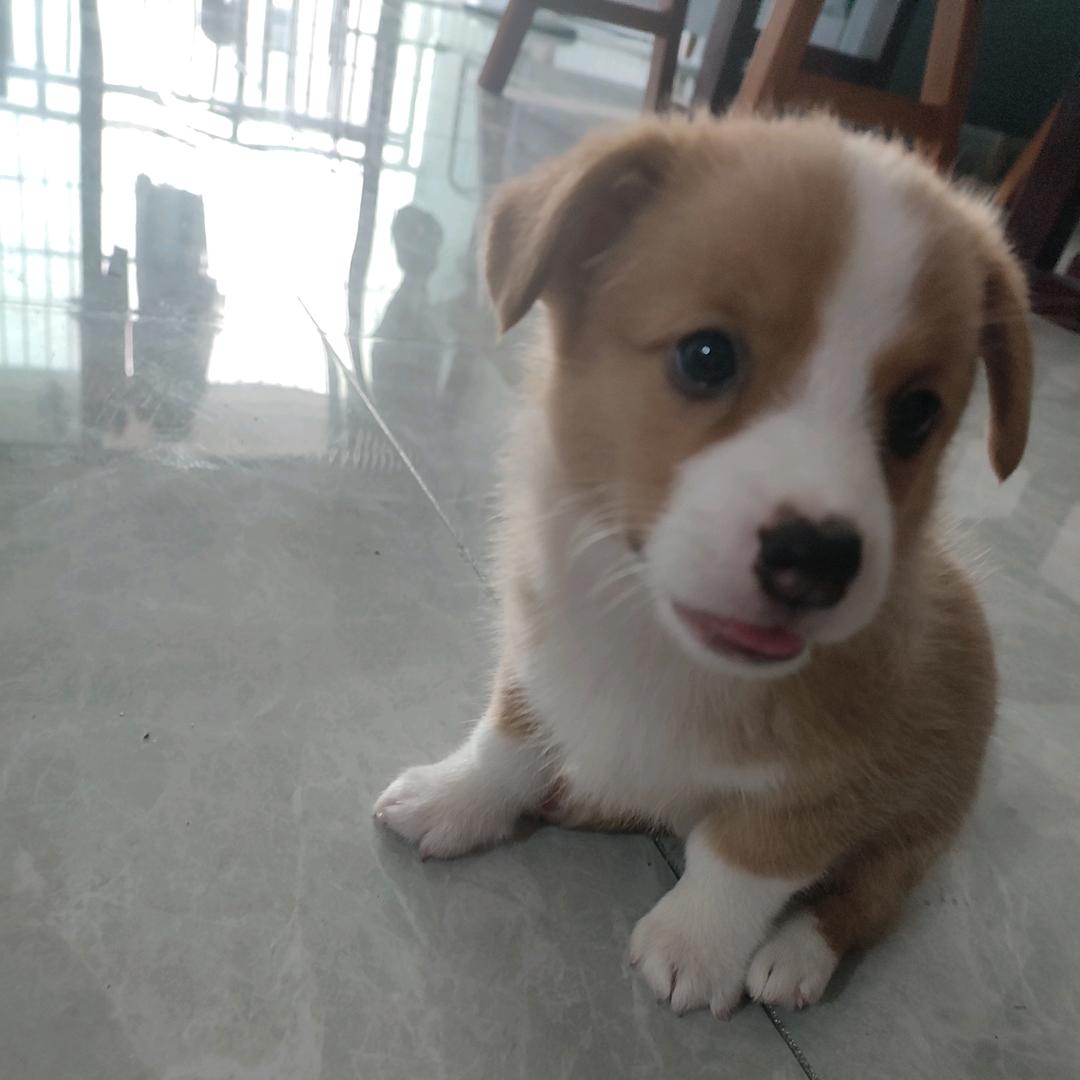 不是我黄，而是我姓黄