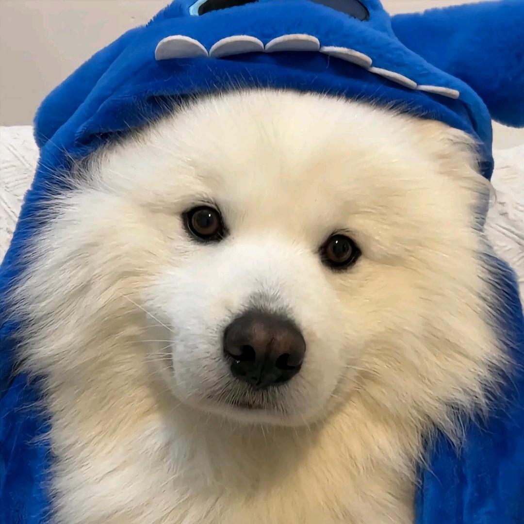汪汪对💕