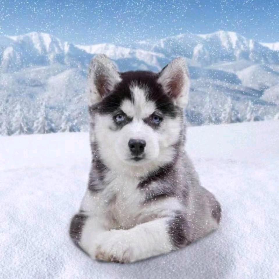 慕雪🌨️🌨️🌨️
