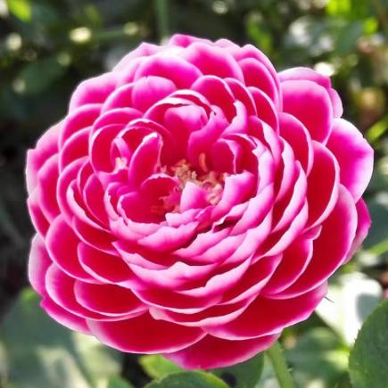 爱米粒【一.依】