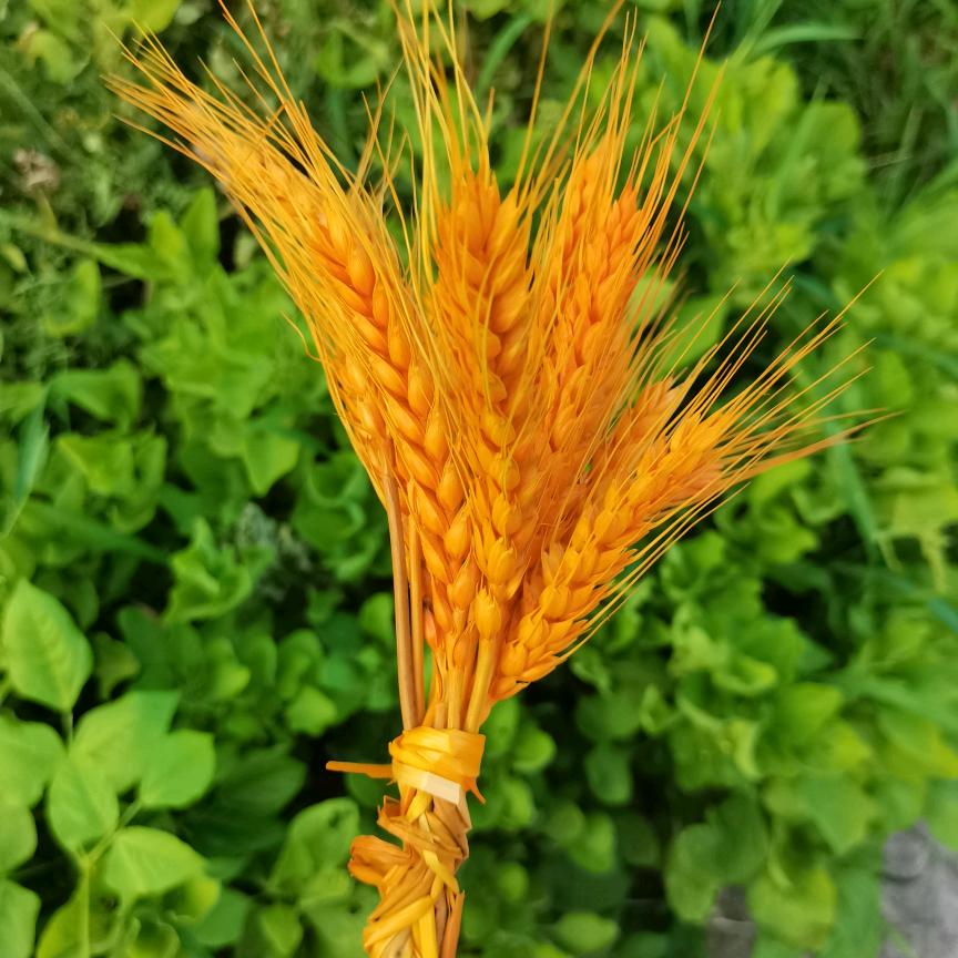 两只蝴蝶