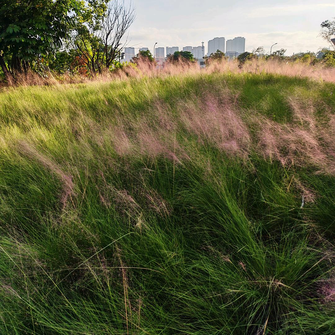 收完麦子我往南走