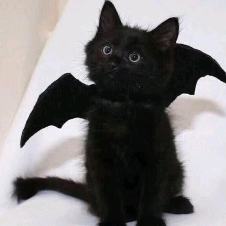 兔子的猫