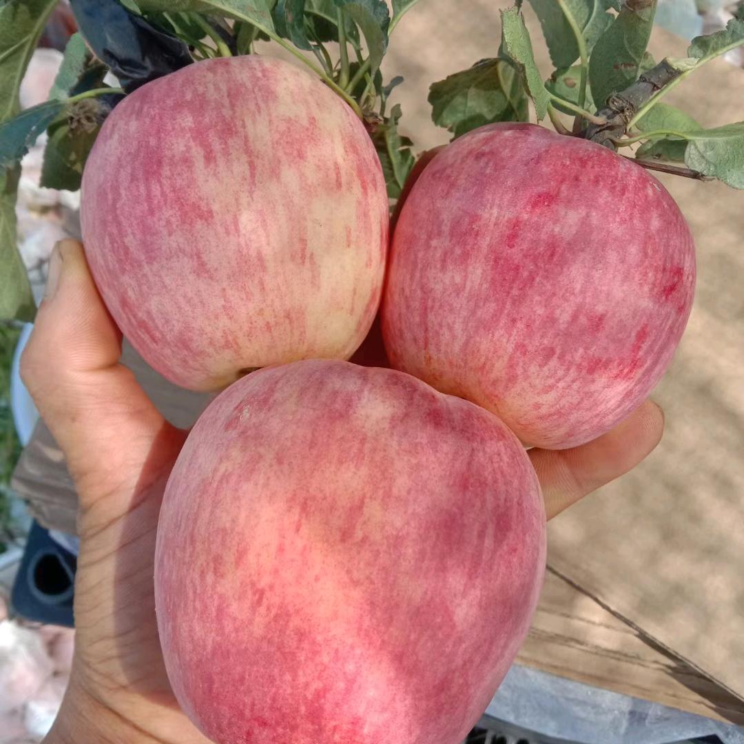 绥中小齐果业