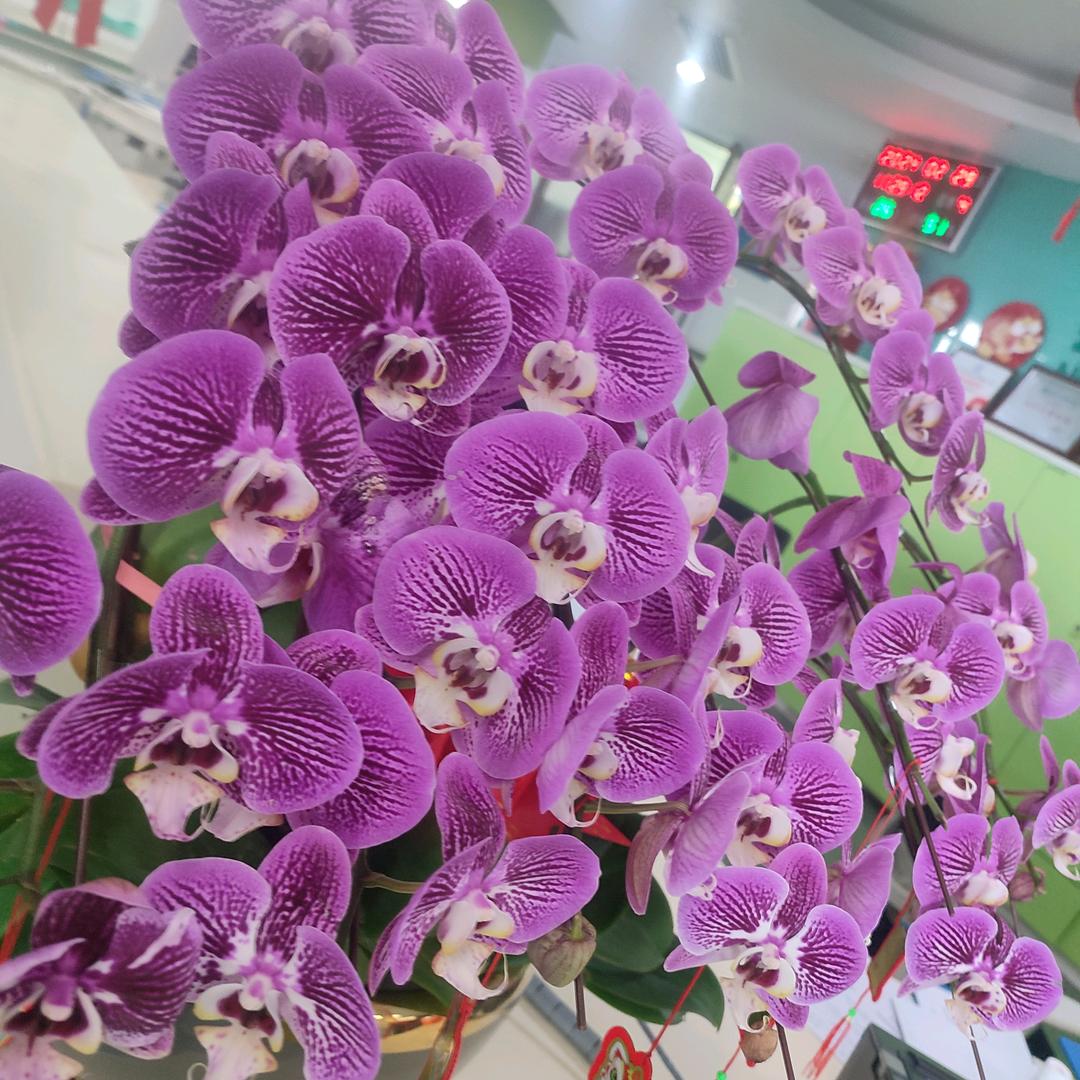栀子花xu