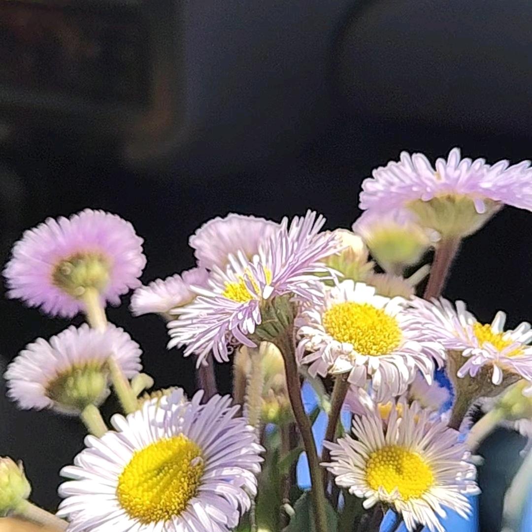 执念C