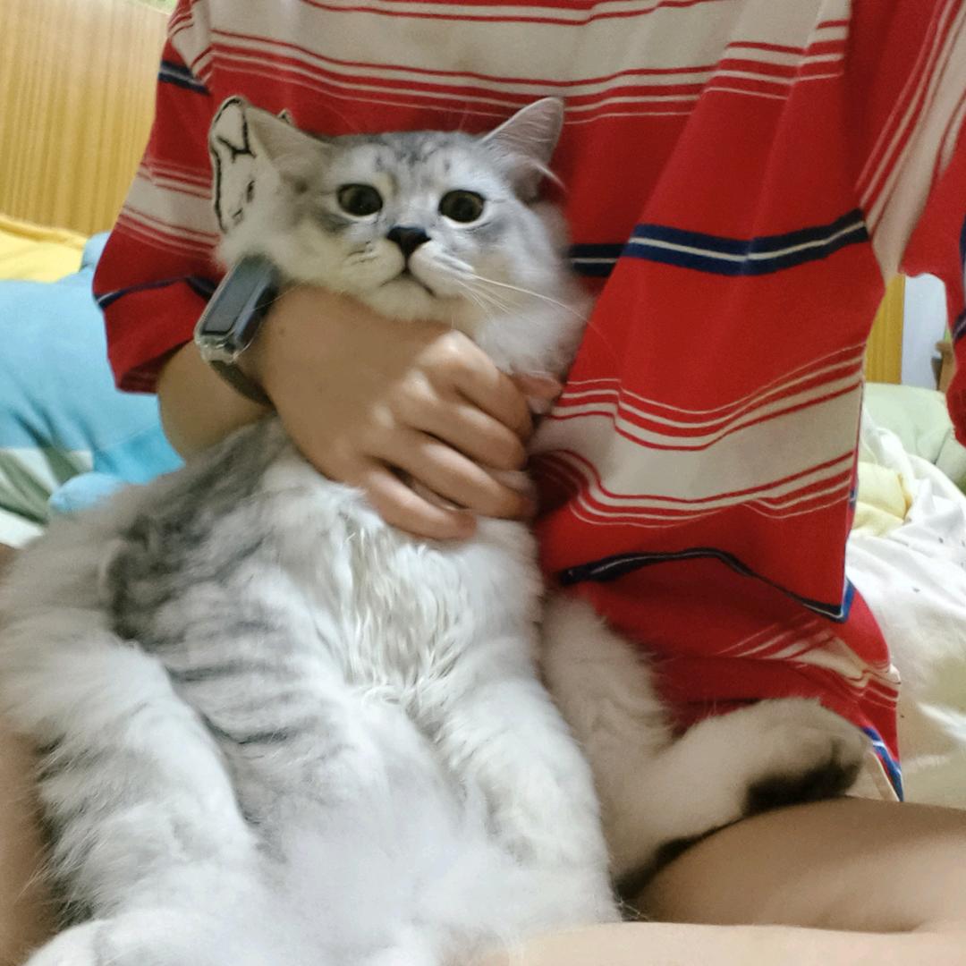 AAA赚钱养小猫