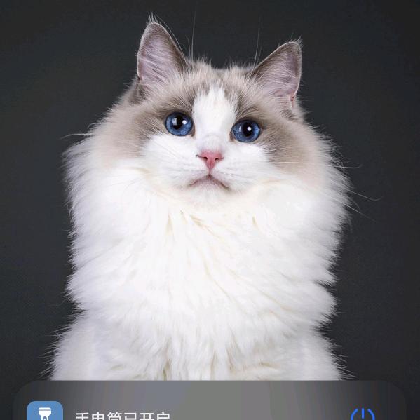巴巴博一