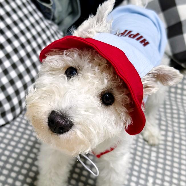 万万是纯白雪纳瑞