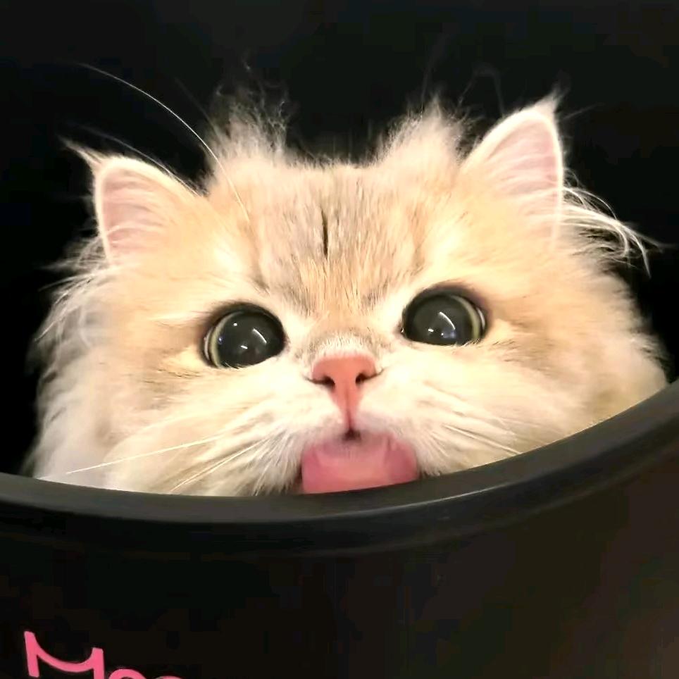 榴莲猫