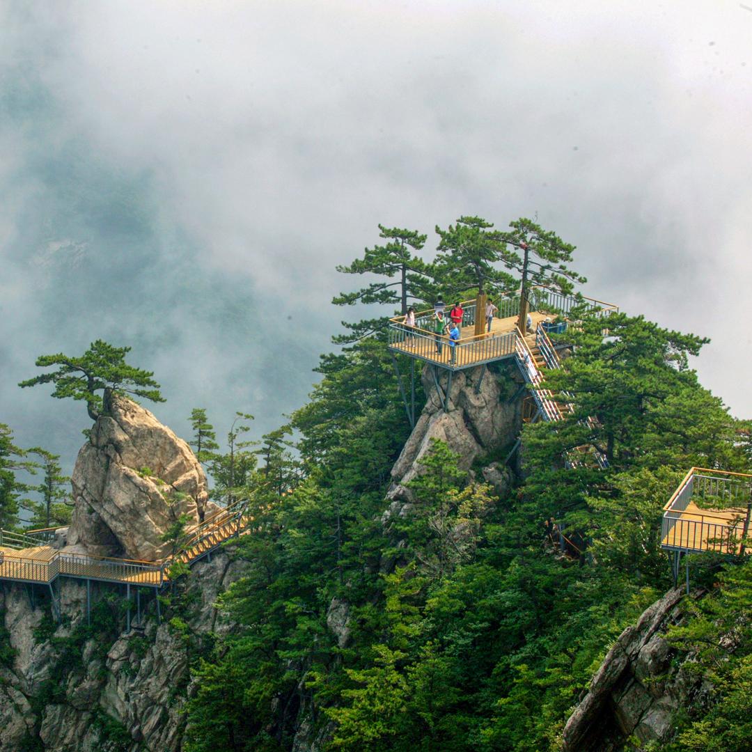 沙漠骆驼