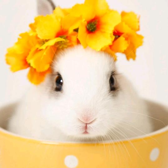 一葉知秋不知春