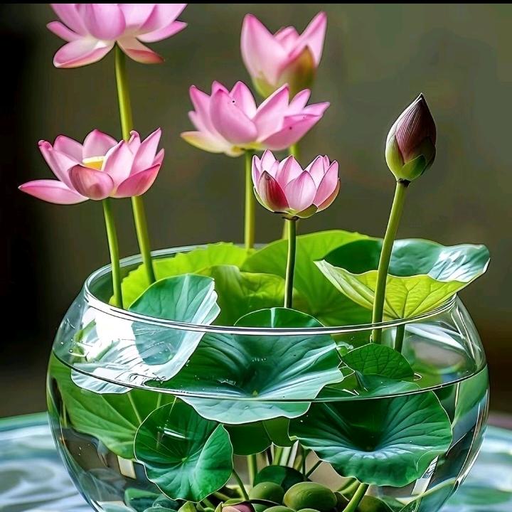 芳芳小玉